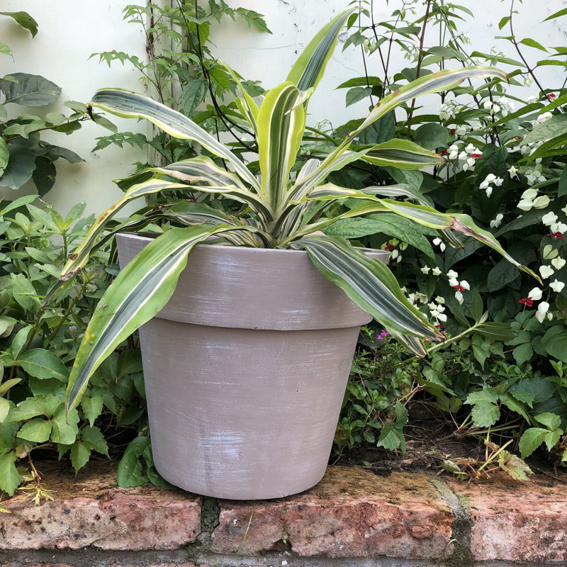 Pot à fleurs en béton Nikhil, H 10 po x l 11 po x P 11 po, Brun pâle