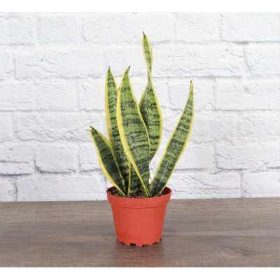 Live Laurentii Snake Plant