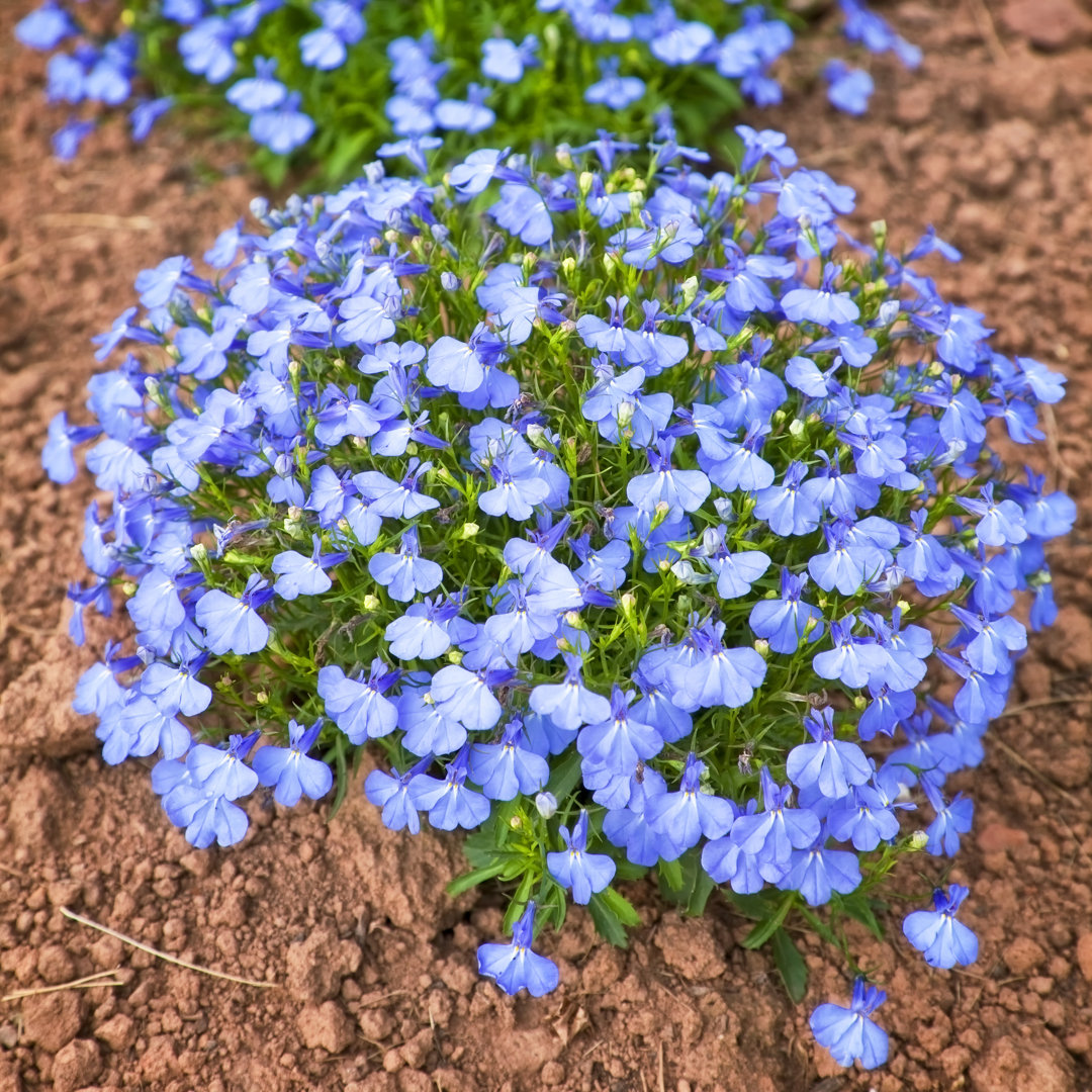 Lobelia von Onepony - Leinwandfoto im Wickel