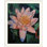 Driton " Pink Water Lily " by Michael Creese