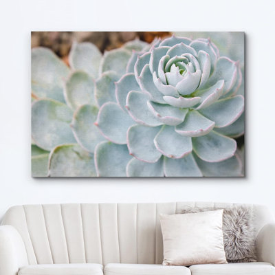 «Pale Green Echeveria Desert Succulent» sur