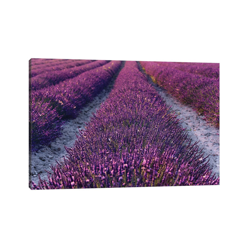 Lavender Symphony II by Stefan Hefele - Wrapped Canvas Print, 30.48 cm H x 45.72 cm W