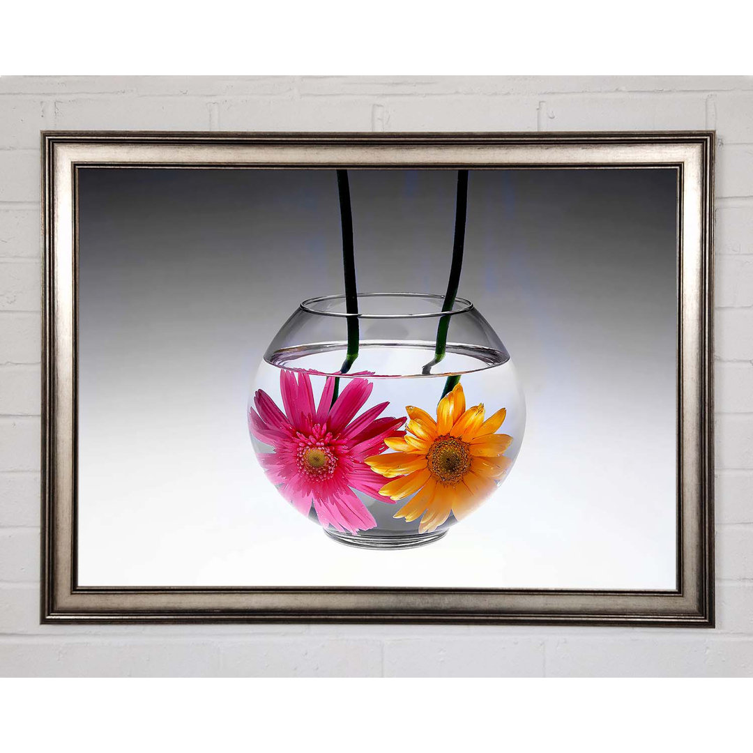 Gerbera Fishbowl B N W - Einzelner Bilderrahmen Kunstdrucke