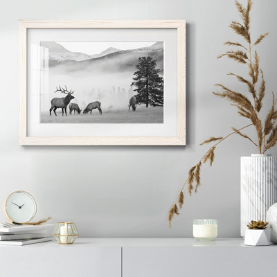 " Mountain Elk "