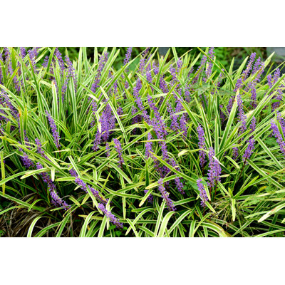 Liriope Muscari / Lilyturf Flower by Magicflute002