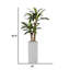 60.6'' Artificial Corn Plant In A Square Beige Fiberstone Planter
