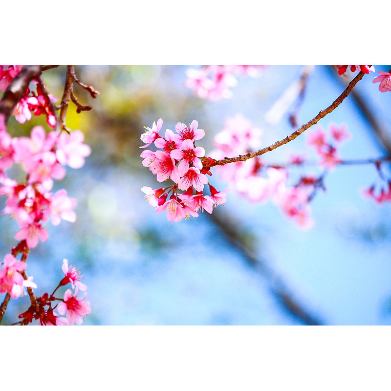 Rose Sakura - photographie sur toile tendue, H 8 po x l 12 po