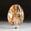 Petrified Wood Egg