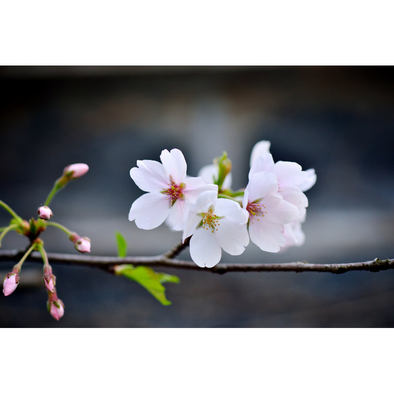 Fleurs de cerisier blanches de Zorazhuang, H 32 po x l 48 po