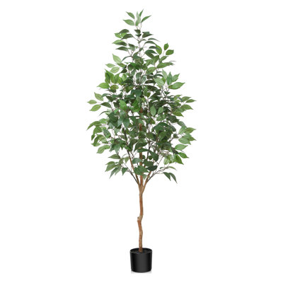 Adcock Ficus Tree in Pot