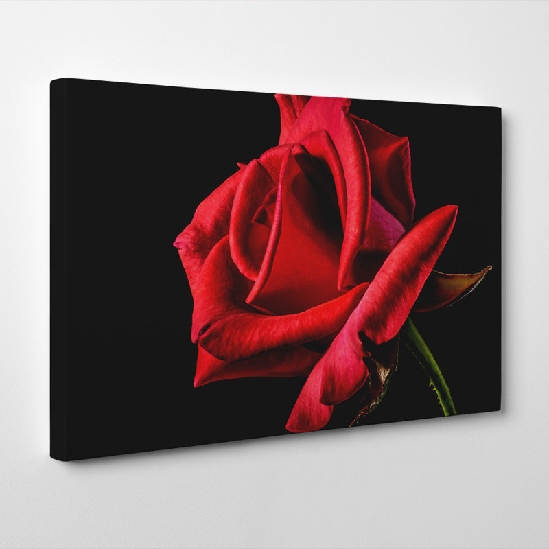 Flower Red Rose - Wrapped Canvas Print, 50cm H x 76cm W