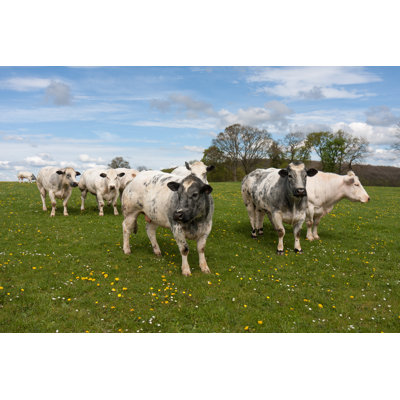 Flock Of Cows by Kruwt - Wrapped Canvas Print
