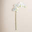 28-Inch Phalaenopsis Orchid Stem-966456598