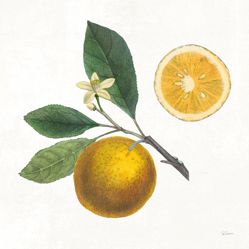 « Classic Citrus II » par Sue Schlabach, reproduction d’art sur toile, H 20 po x l 20 po