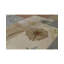 Himalayan Floral Area Rug