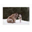 «Bear Companion» sur toile par Olga Barantseva-208037200