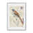Argent