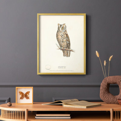Reproduction encadrée Scops Earl Owl - bois massif