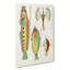 East Indies Fish Illustrations Onzieme by Louis Renard - Wrapped Canvas-55373005