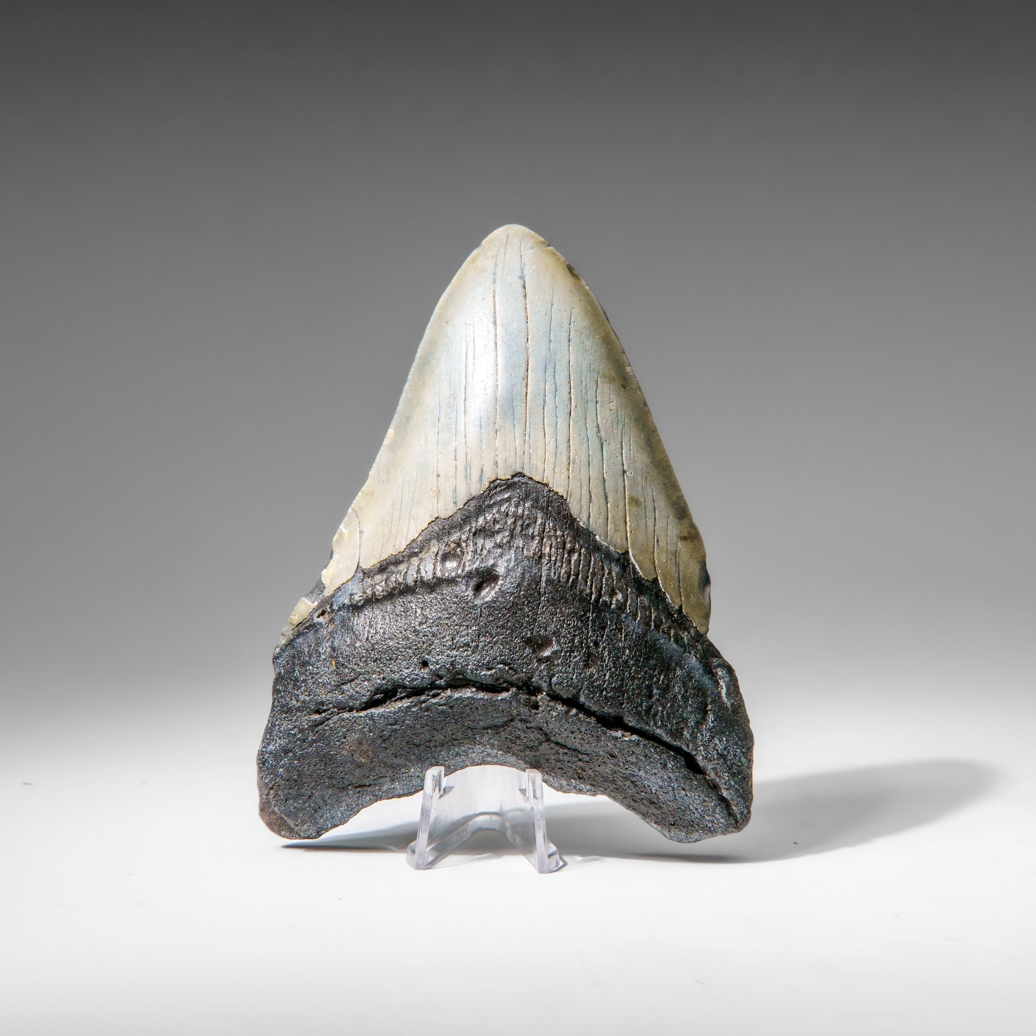 Astro Gallery of Gems Genuine Megalodon Shark Tooth In Display Box (173 ...
