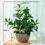 47.75cm Plant