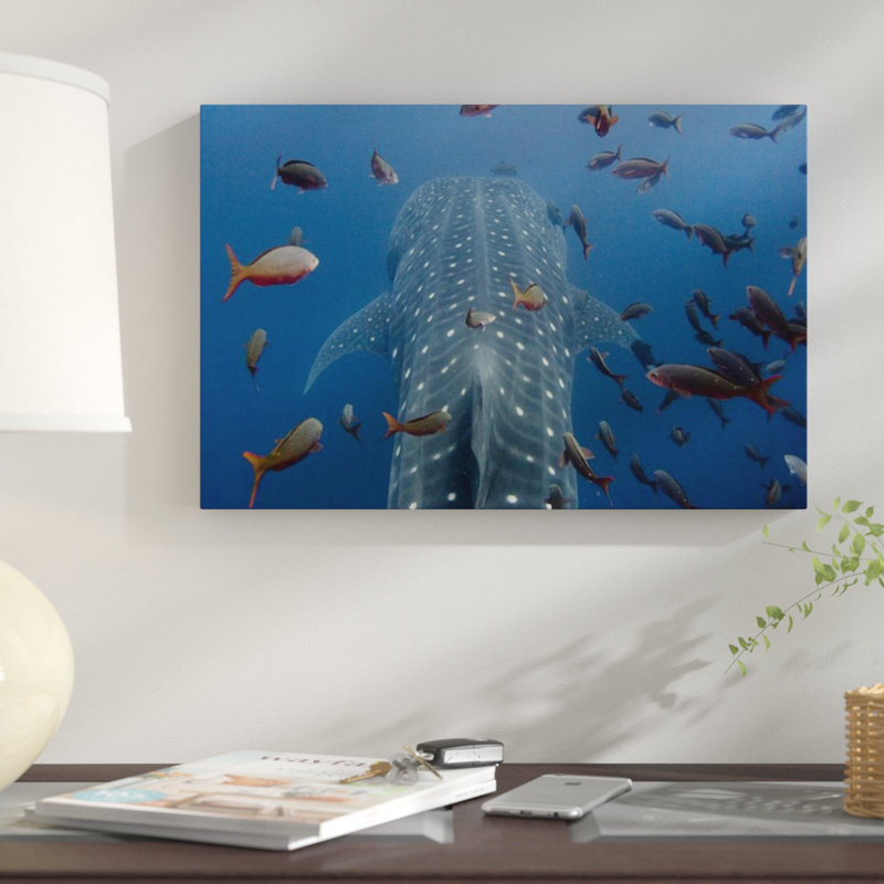 " Whale Shark Swimming With Other Tropical Fish, Wolf Island, Galapagos Islands, Ecuador ", 12" H x 18" W, Black Framed