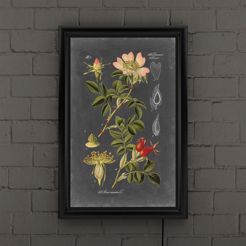 « Midnight Botanical I » par vision studio-impression d’art graphique encadrée