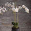 Conservatory Phalaenopsis Orchid Drop-in