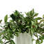 Nugent Faux Tradescantia Plant in Ceramic Vase