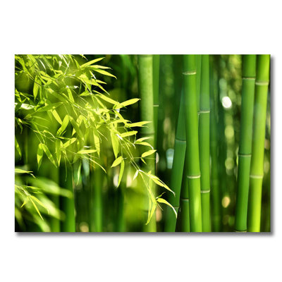 Bamboo Zen - Unframed Photograph