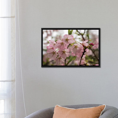 " Close-Up Of Pink Flowers In Bloom, Hiraizumi, Iwate Prefecture, Japan " by Panoramic Images