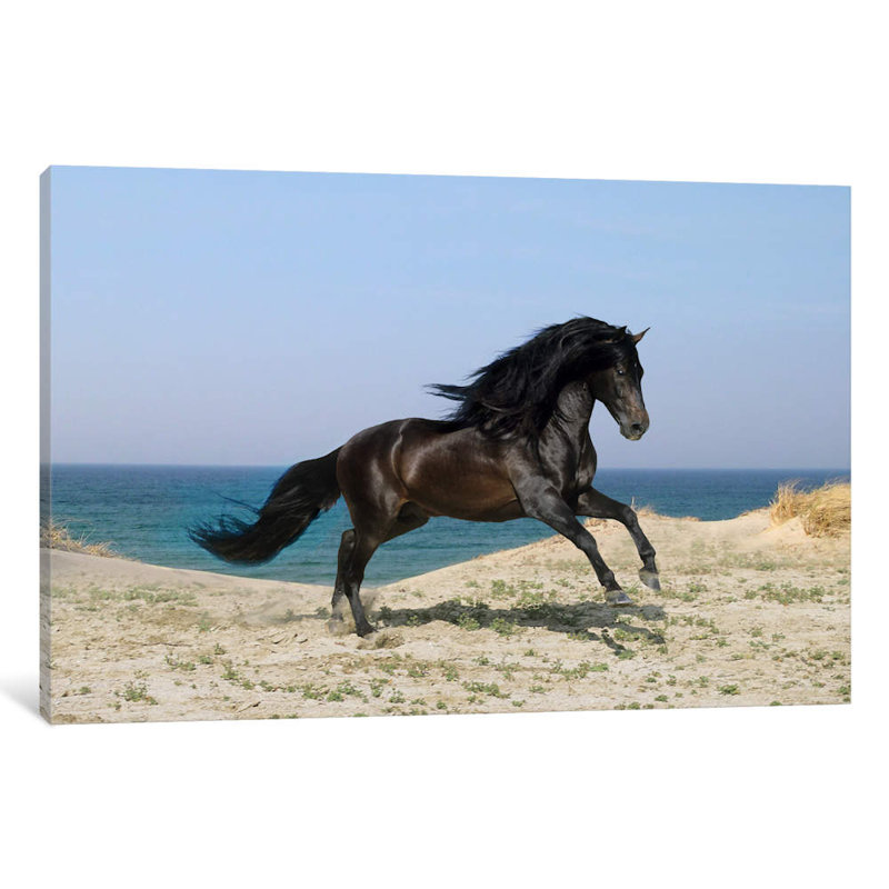 Black Horse On The Beach by Bob Langrish - Print on Canvas, Wrapped Canvas, 66.04 cm H x 45.72 cm W x 1.91 cm D
