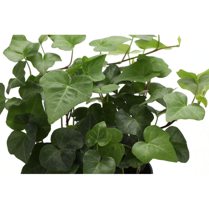 Live Green Ivy Plant in Hanging Pot