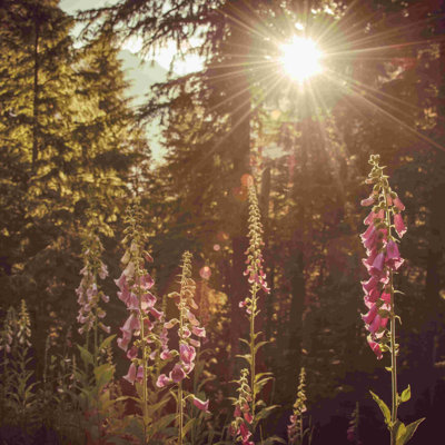 Wildflower Mountain Adventure - Photographie sur toile tendue