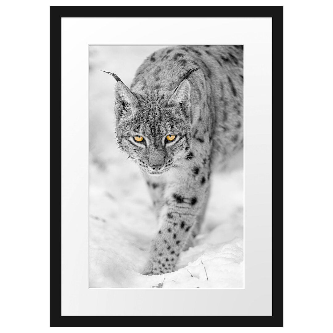 Gerahmtes Fotoposter "Wachsamer Luchs im Schnee