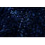 Margot Velvet Chenille Bobble Bath Mat-669177075