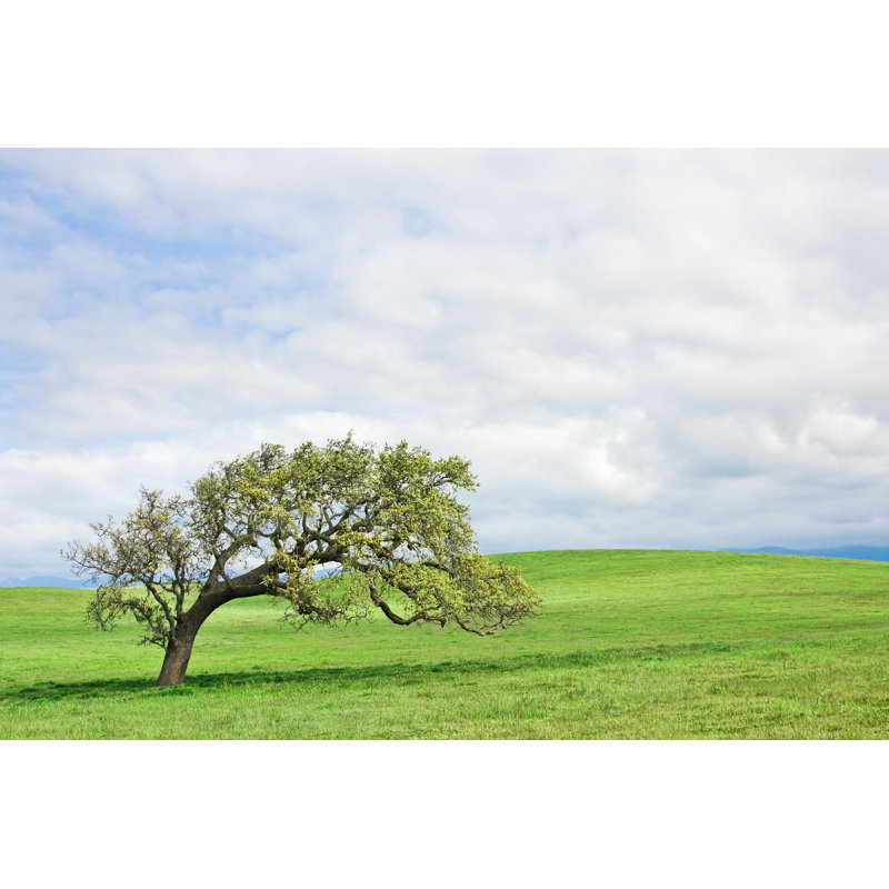 Santa Ynez Oak par - Photographie de toile tendue, L 12 po x H 8 po