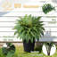 Artificial Boston Fern Plants, Large Fake Plants Outdoor 2 Pack Plastic Evergreen Shrubs for Front Door Garden Indoor Home Decor-1118268449