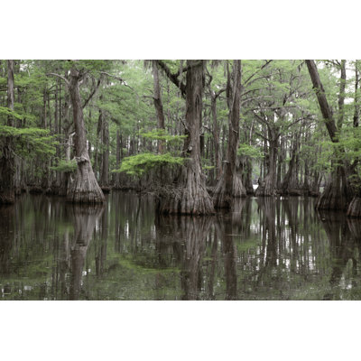 Mysterious Louisiana Swamp by Kathryn8