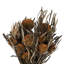 Banksia Arrangement