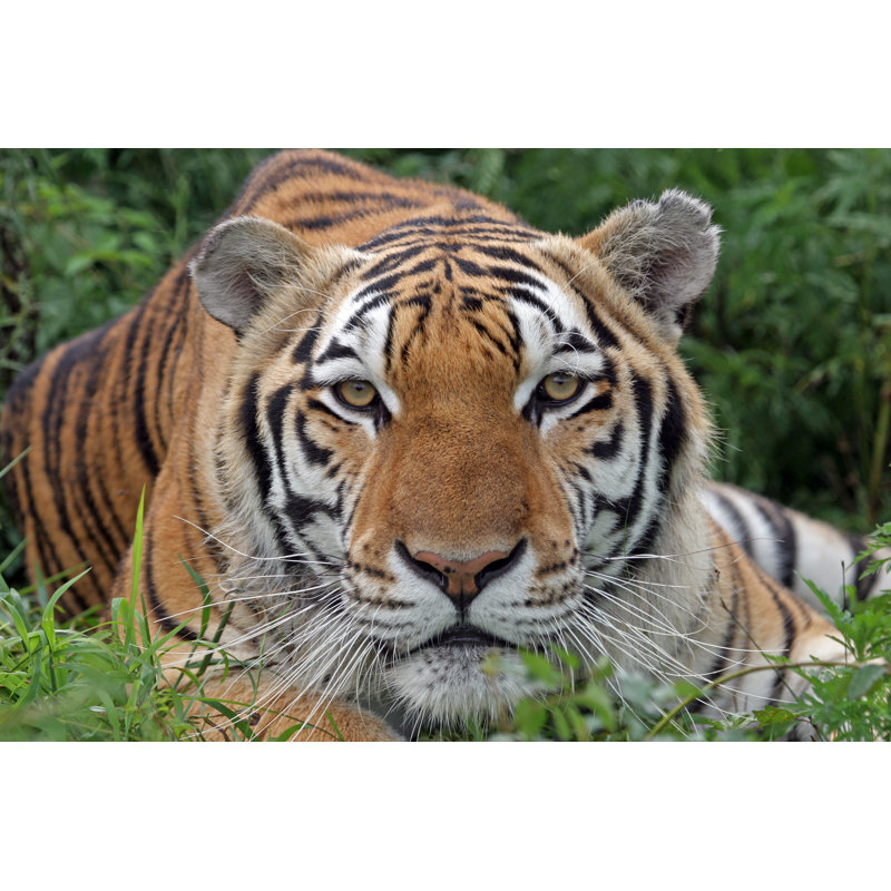 Portrait Of Tiger - Wrapped Canvas Print, 61cm H x 91cm W