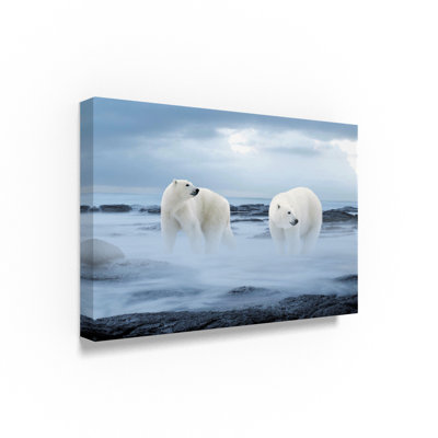 " The Polar Bear " by Ata Alishahi