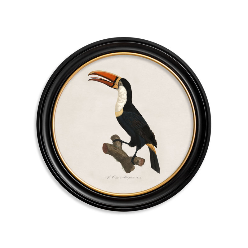 Toucan Left Facing by Mid-1800s - Single Picture Frame Print on Archival Matt 230gsm Paper