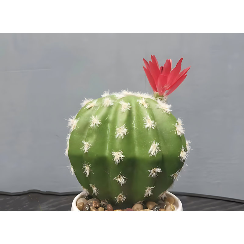 Cactus 6,69 po