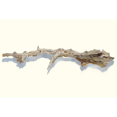 " Driftwood Study I "