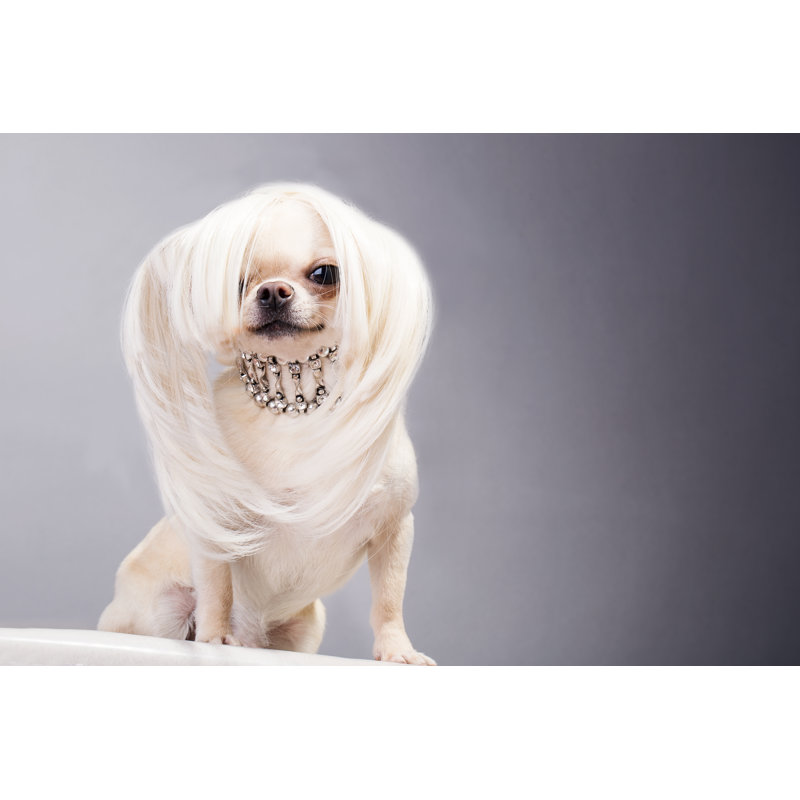 Chihuahua Dog par Lilu13 - Photographie sur toile tendue, H 12 po x l 18 po