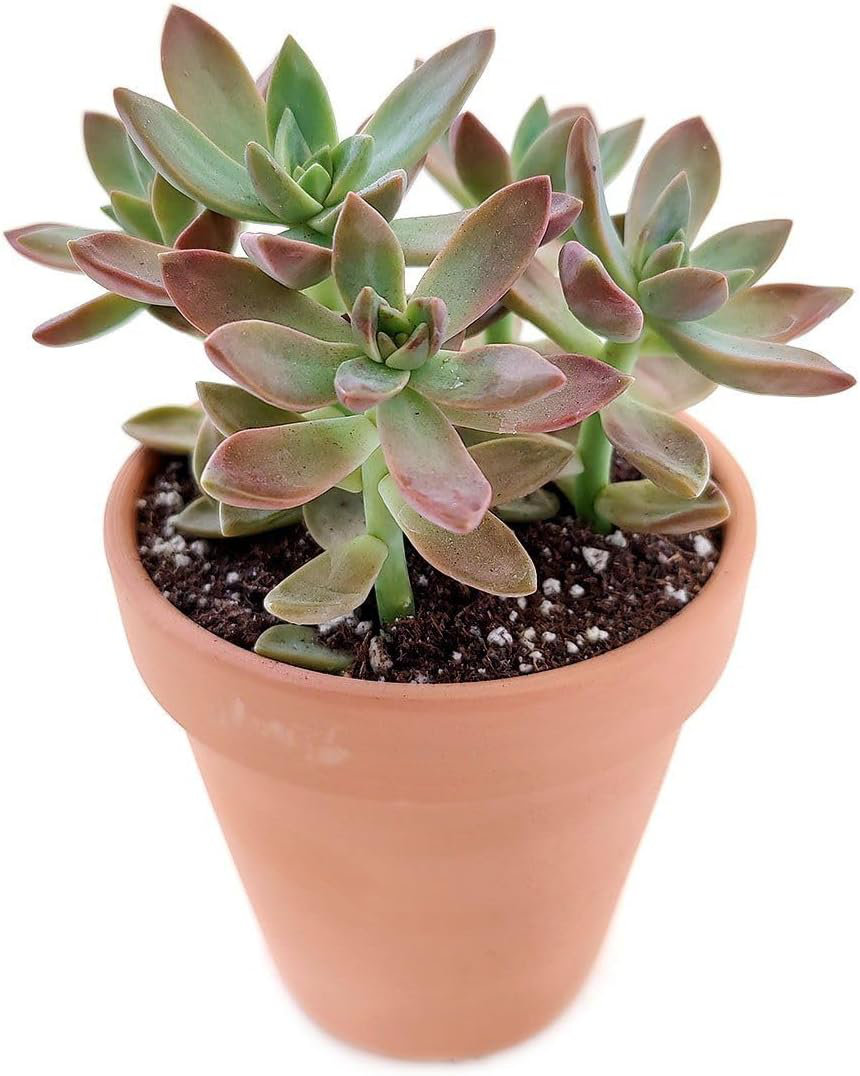 Wekiva Foliage LLC Live Houseplant Plant | Wayfair