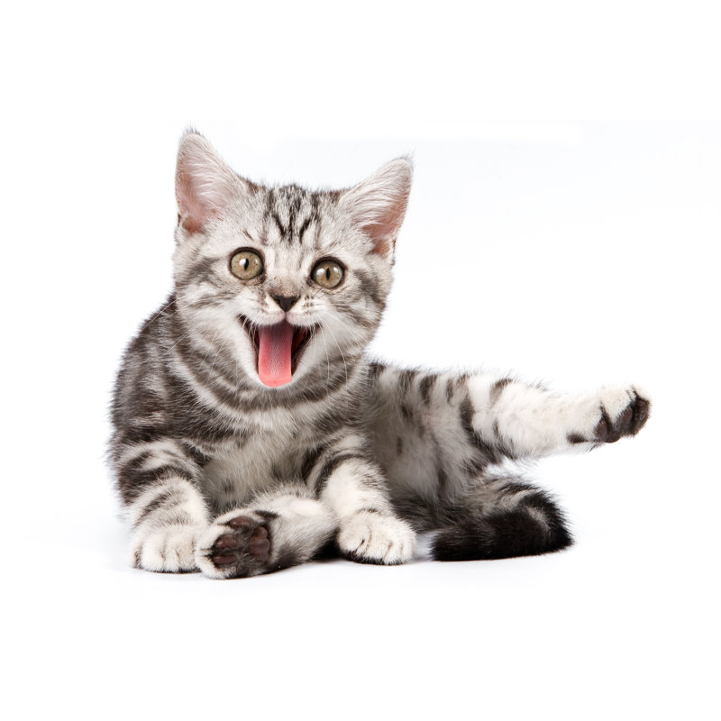 Tabby Kitten - Wrapped Canvas Print, 51cm H x 76cm W