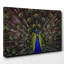 Peacock - Wrapped Canvas-19091357