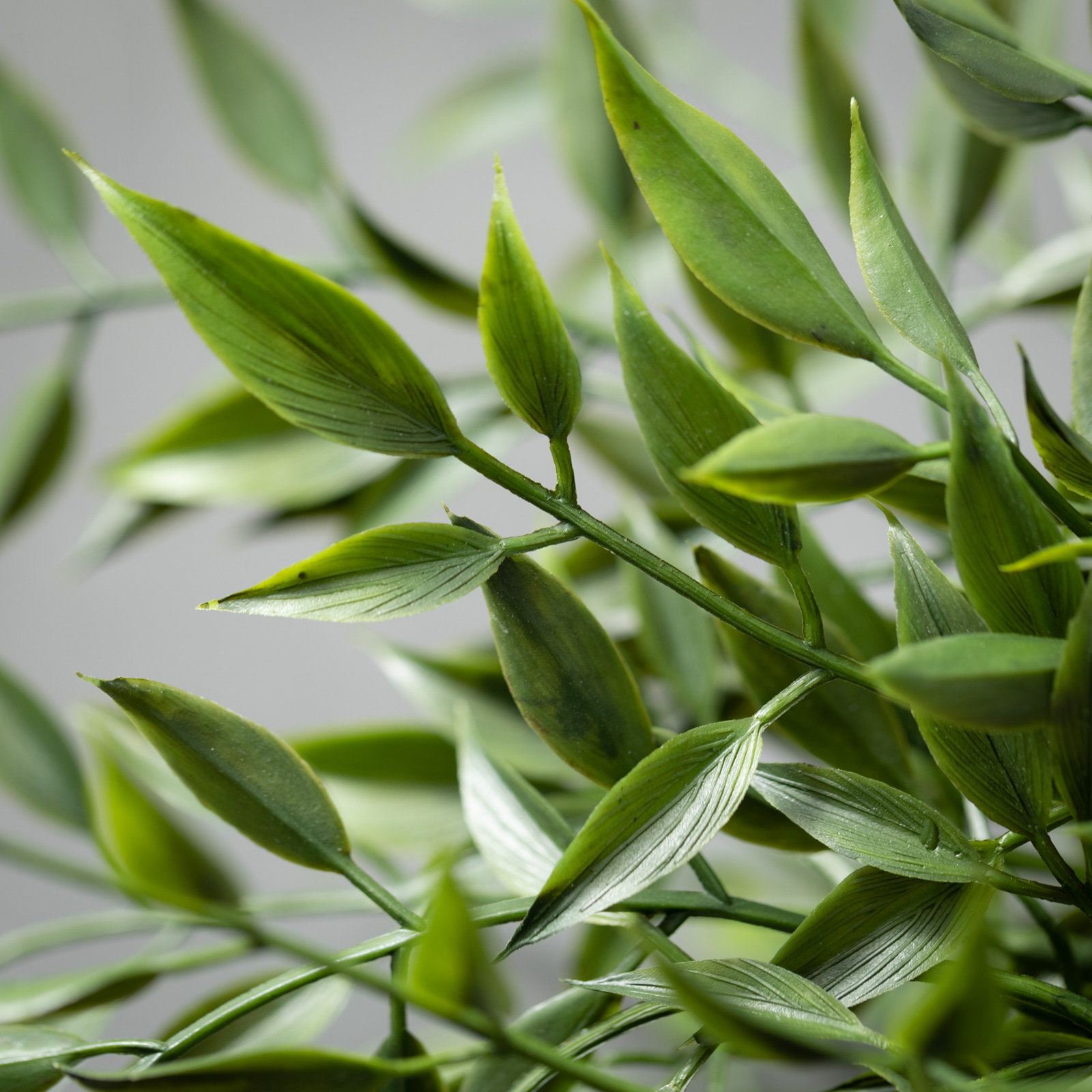 Quiller Ruscus Stems